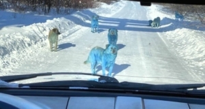 Rusya’da köpeklerin rengi maviye döndü