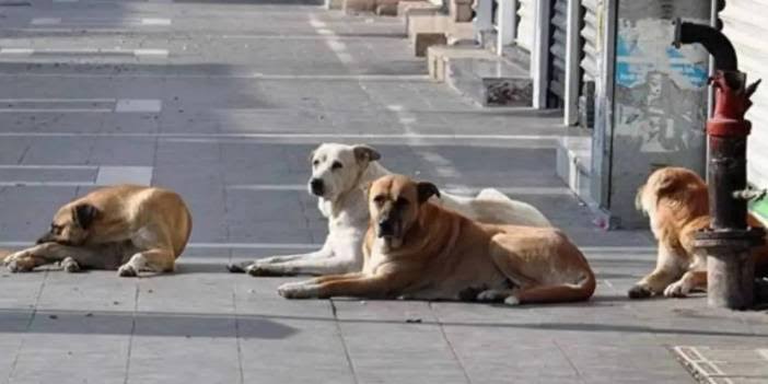 Türkiye'de sokak köpekleri ile